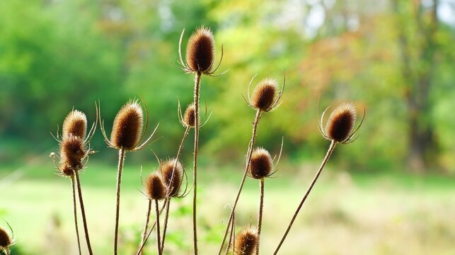 Dried Teasel Seed Heads Standing Tall in Green Meadow Background, Brown Wildflower Spikes, Seasonal Transition, Natural Grassland Landscape and Autumn Countryside Ecology