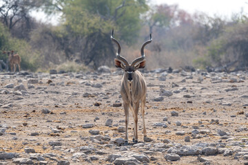 Kudu male, Namibia © Marcel Rudolph-Gajda