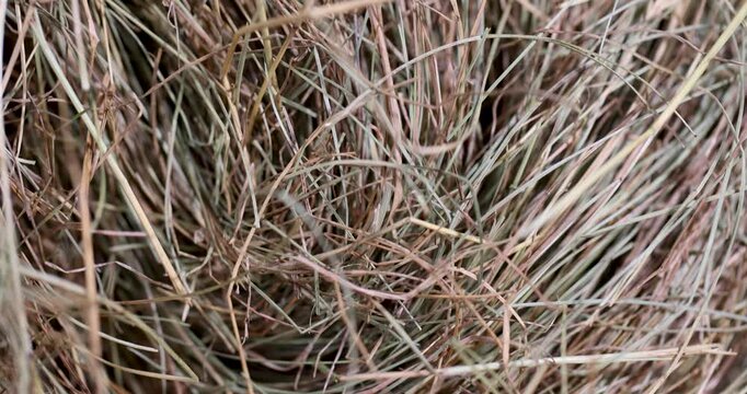 Light green grass hay, natural hay in the form of a chaotic mass of dry stalks is located on top of other stocks of plant raw materials.