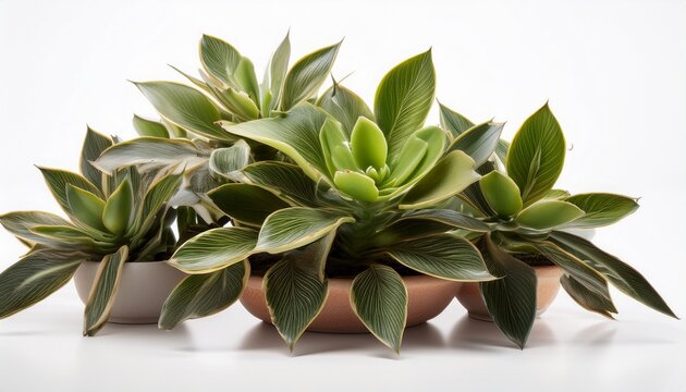 Sariva Plant Isolated On White Background