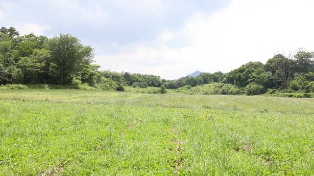 山間部の広い土地に雑草がたくさん生えている。曇り空のコピースペース。