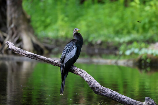 A male anhinga perched on a log along the river and looking at the camera