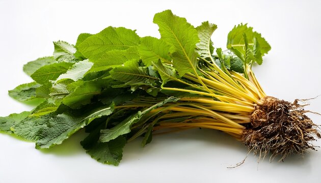 Rumex Crispus Yellow Dock Plant With Root And Green Leaves On White Background
