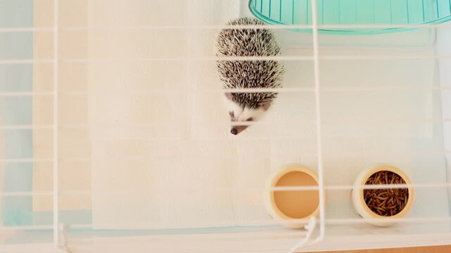 Hedgehog in a cage. Top view. African pygmy hedgehog in a white cage next to food and water bowls. Keeping a spiny pet at home. 4k footage