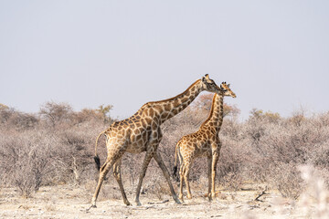 Giraffes in Etosha National Park, Namibia © Marcel Rudolph-Gajda