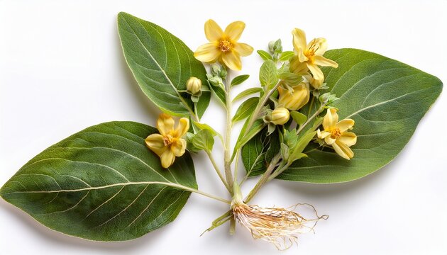 Hyper Detailed Flat Lay Macro Shot Of A Freshly Harvested Ashwagandha Plant Showing Beige Fibrous Taproots Green Oval Leaves And Yellow Bell Flowers Isolated On Pure White With Zero Shadow Focus