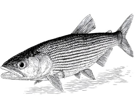 Detailed black and white illustration of a bonefish, a saltwater game fish, showcasing its scales and fins in an engraving style