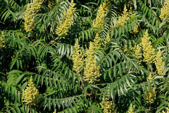 close-up of a sumac plant in summer

