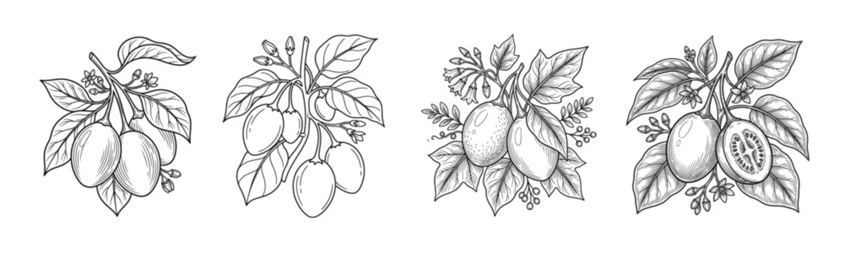Hand drawn tamarillo fruit illustration set featuring ripe tropical fruits, botanical branches, detailed engraving style artwork and organic agriculture branding elements.