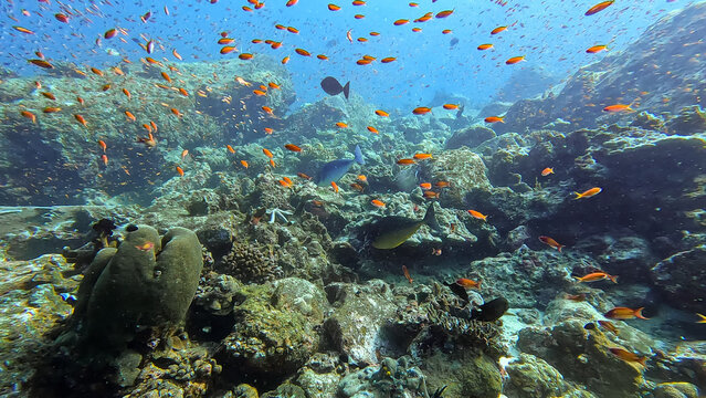 Scuba diving with unicornfish amongst shoals of colourful anthias tropical fish over coral reef in Pulau Weh, Sumatra, Indonesia