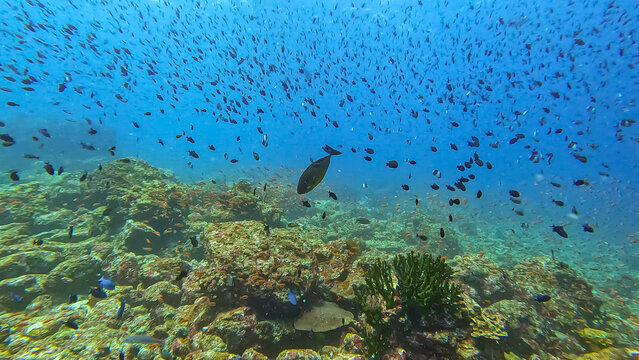 Underwater scene unicornfish with shoals of damsel tropical fish over coral reef in Pulau Weh, Sumatra, Indonesia