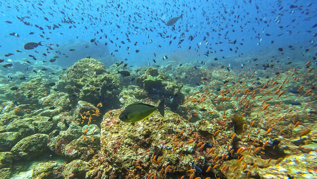 Scuba diving in Pulau Weh, Sumatra, Indonesia coral reef environment teeming with tropical fish including unicornfish, anthias, and damselfish