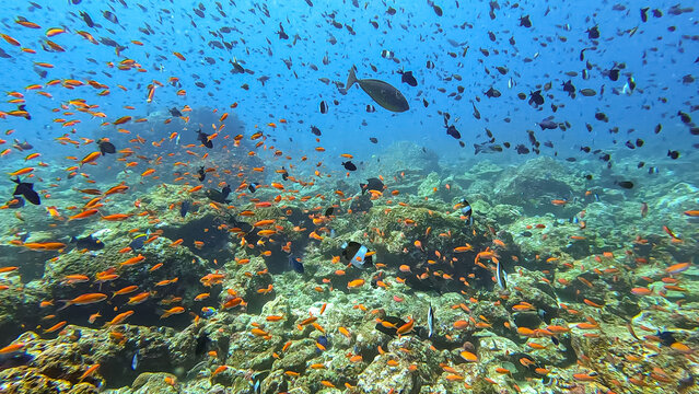Coral reef environment teeming with marine life and colourful tropical fish in Pulau Weh, Sumatra, Indonesia