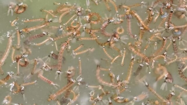 Many of small mosquito larvae swimming in murky water