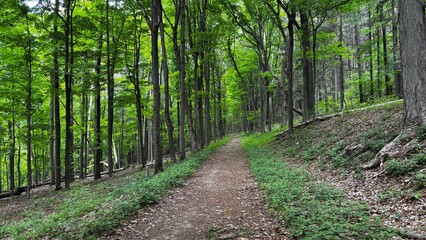 Fototapeta premium path in the forest