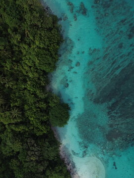 Aerial Dense Forest and Coral Reef with Palm Trees Above