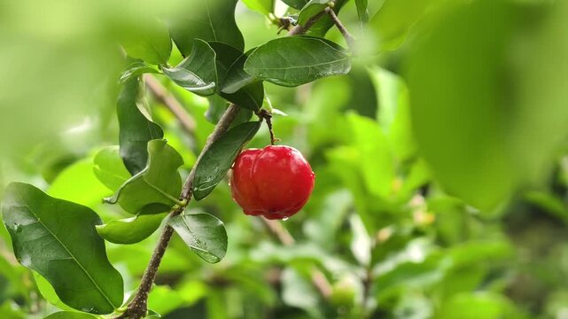 A single round jamaican cherry hanging from a branch