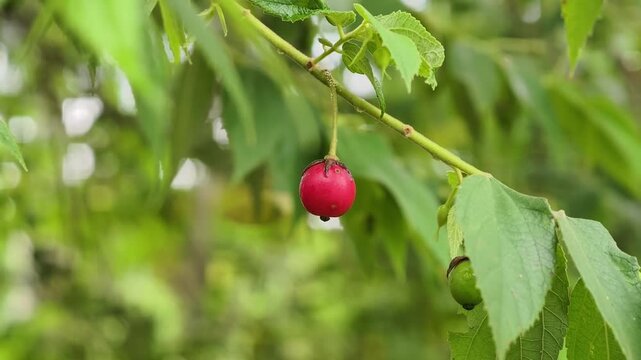 A single round jamaican cherry hanging from a branch