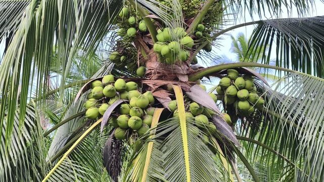 Many green coconuts growing on a palm
