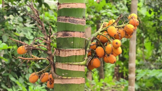 Betel nuts growing on a palm trunk