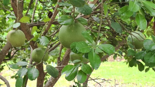 Pomelo fruits hanging on a tree branch