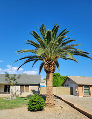Obraz premium Magnificent Canary Island date palm tree standing tall in a sunny xeriscape under a bright blue sky in Phoenix, Arizona