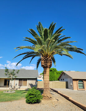 Magnificent Canary Island date palm tree standing tall in a sunny xeriscape under a bright blue sky in Phoenix, Arizona
