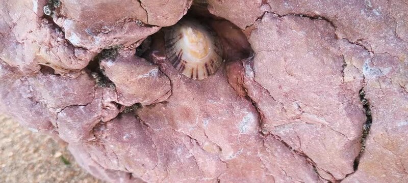 A lonely limpet shell clings tightly inside a red coastal rock crevice, symbolizing resilience and hidden natural beauty. Nobody is present in this peaceful marine closeup.