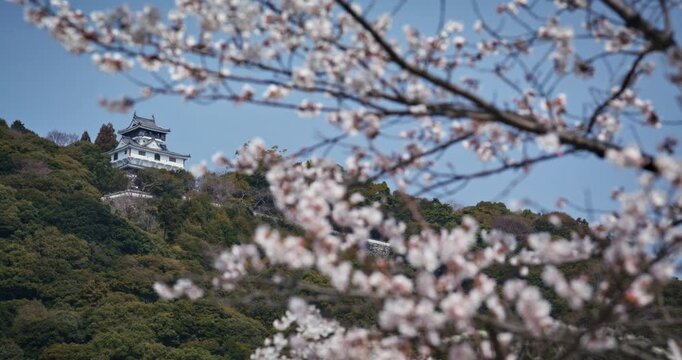 Ancient Japanese Castle on Wooded Hill Framed by Spring Cherry Blossoms
