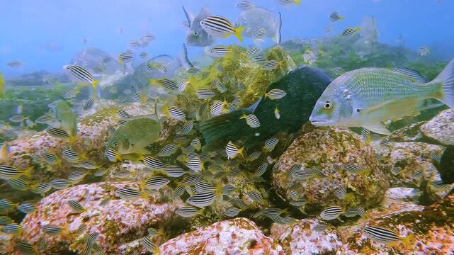 Slow motion video of blue groper, bream and mado feeding on sea urchins across a rocky seabed at Shelly Beach, Sydney, Australia.