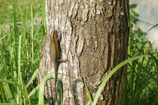 Side view of a brown glossy skink lizard crawling up on a textured tree bark surrounded by green grass under natural morning sunlight