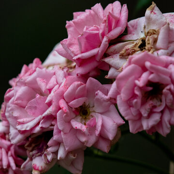 Pink roses in a noir setting