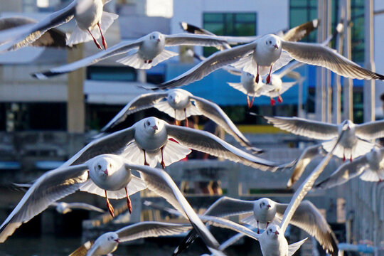 seagull