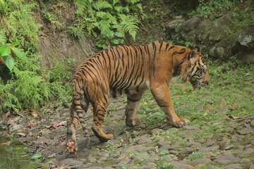 Fototapeta premium A sumatran tiger is seen roaming in the rocky bushes during the day