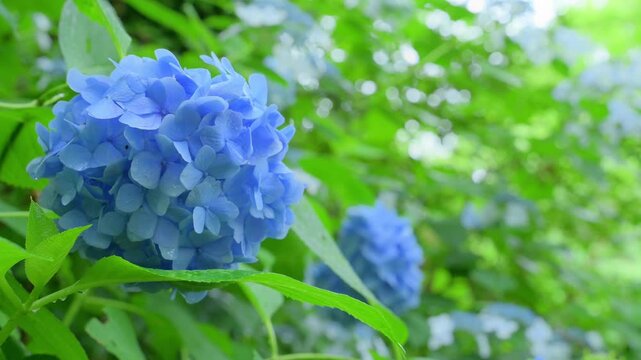 Vibrant blue hydrangea flowers with green bokeh background