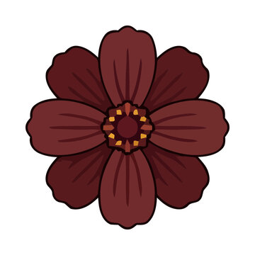 Chocolate Cosmos Cosmos Atrosanguineus Rare Flower Flat Design Icon - Extinct in Wild Botanical Illustration