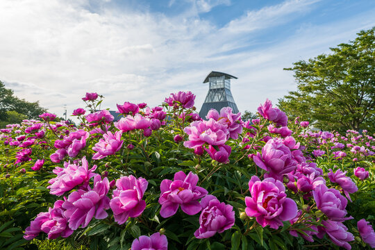 初夏を彩るピンクの芍薬の風景