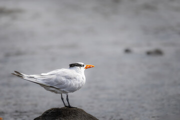 Royal tern perched on a rock in Costa Rica, close-up profile portrait of wild Thalasseus maximus shorebird with blurred background. © Teresa