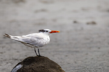 Royal tern perched on a rock in Costa Rica, close-up profile portrait of wild Thalasseus maximus shorebird with blurred background. © Teresa