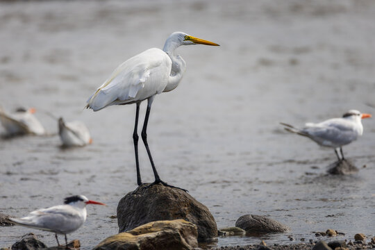 Great egret perched on a rock at the shoreline in Costa Rica, wild Ardea alba standing with royal terns in natural coastal estuary environment.
