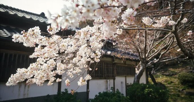 Cherry Blossom Tree in Full Bloom Beside Ancient Traditional Japanese Building - Steady Cam Shot