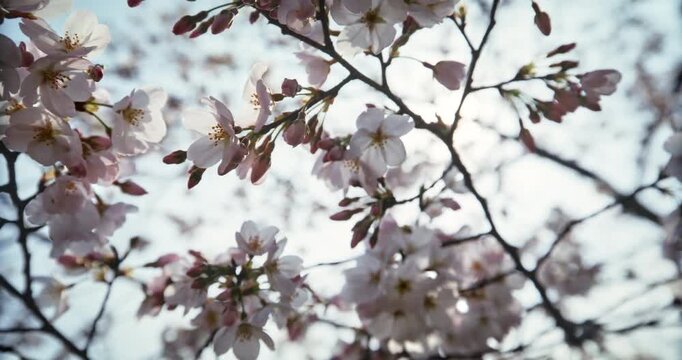 Cinematic, Silhouetted Cherry Blossom Branches Against Sky In Hiroshima Japan - Steady Cam, Low Angle View