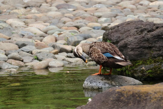 A Spot-billed duck preening its feathers on a river stone