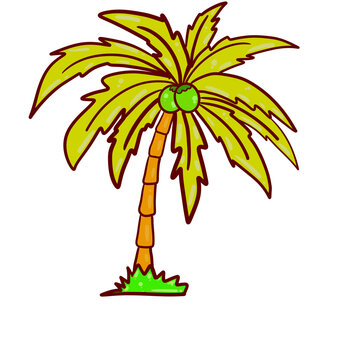 Tropical Coconut Tree Vector Illustration