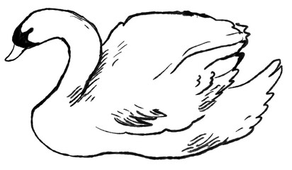 Graceful Swan Sketch © Eunjae