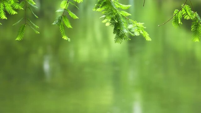 Green dawn redwood leaves swaying in wind with raindrops falling on river surface in spring day, focused on foreground Metasequoia leaves. 4k slow motion footage, b roll shot, peaceful spring concept