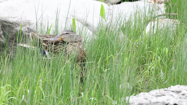 caneton colvert dans l'herbe sur le bord d'une rivi&egrave;re, Qu&eacute;bec, Canada