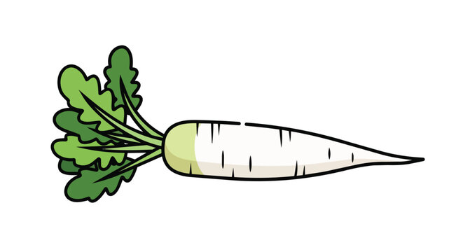 Hand Drawn White Daikon Radish Vegetable Vector Illustration for Healthy Food Organic Nutrition and Cooking Graphics