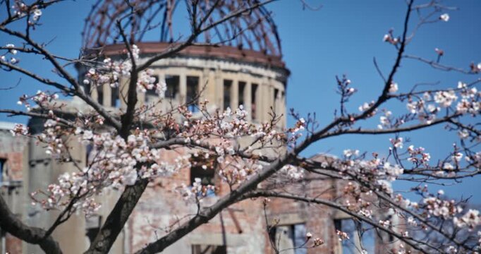 Cherry Blossoms Framing Hiroshima Peace Memorial Dome Spring - Panning, Medium Shot
