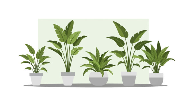 Collection of five tropical indoor house plants in gray ceramic pots including bird of paradise and bird's nest fern, flat vector illustration isolated on white background.